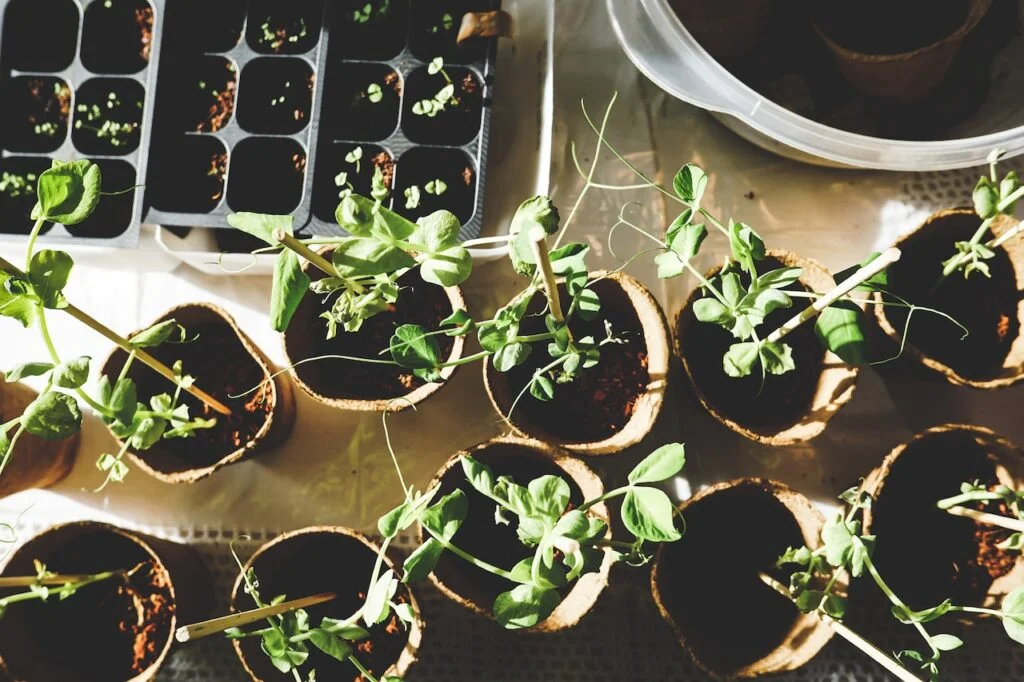 What-to-do-With-Used-Tea-Bags can you put used tea bags in your garden